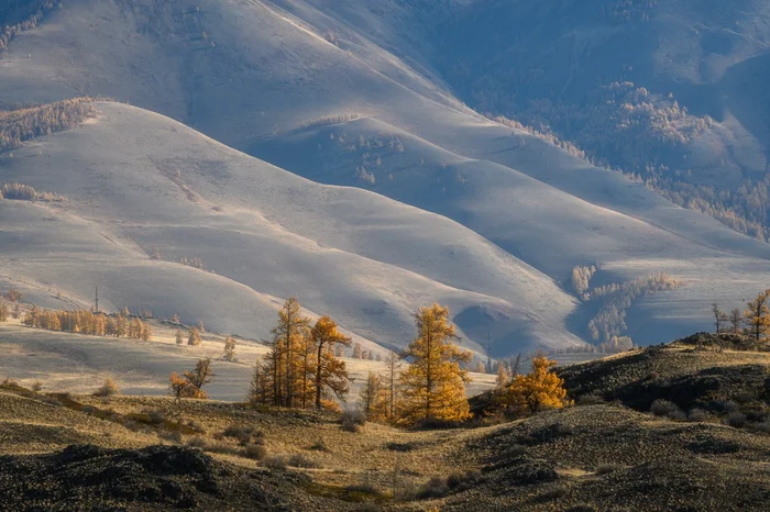 Velvet of Autumn - wildlife, Kuray, Altai Republic, The photo, Landscape, Autumn, Beautiful view