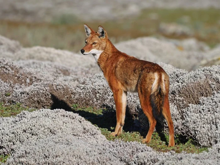 Alternative: Wolves Instead of Bees - Ethiopian Jackal, Rare view, Canines, Pollination, Flowers, Wild animals, wildlife, Predatory animals, Africa, Ethiopia, Unusual, Longpost