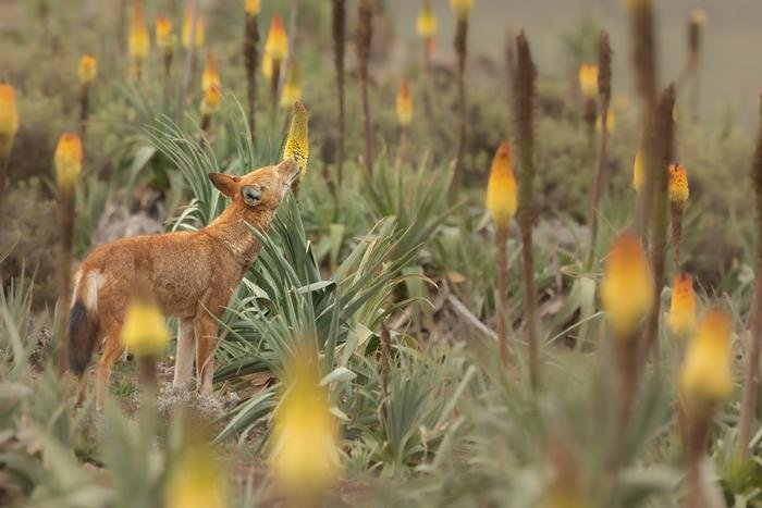 Alternative: Wolves Instead of Bees - Ethiopian Jackal, Rare view, Canines, Pollination, Flowers, Wild animals, wildlife, Predatory animals, Africa, Ethiopia, Unusual, Longpost