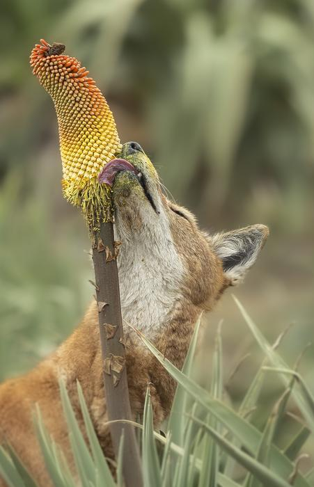 Alternative: Wolves Instead of Bees - Ethiopian Jackal, Rare view, Canines, Pollination, Flowers, Wild animals, wildlife, Predatory animals, Africa, Ethiopia, Unusual, Longpost