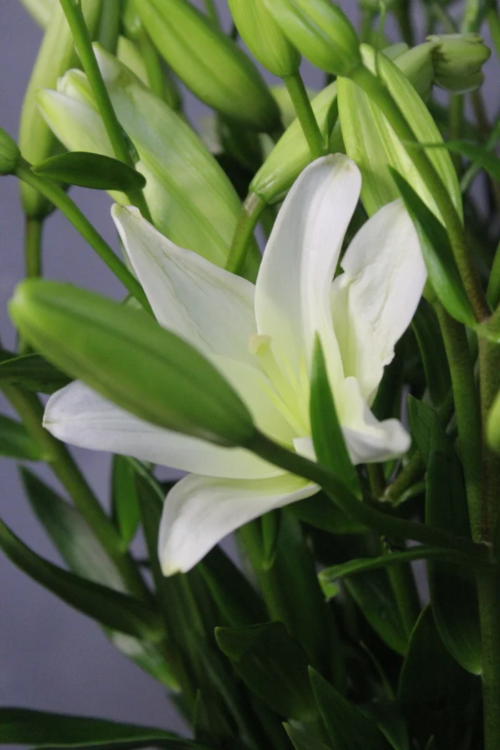 Lily - My, Lily, Flowers, beauty, The photo, Longpost