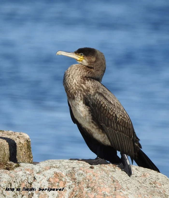 Great Cormorant. Pier, Vysotsk, Vyborg District, Leningrad Region. Autumn 2024 - My, Cormorants, Bird watching, Ornithology, Ornithology League, Birds, The nature of Russia, The pier, Vyborgsky District, Leningrad region, Travel across Russia, Autumn, 2024, The photo, Longpost