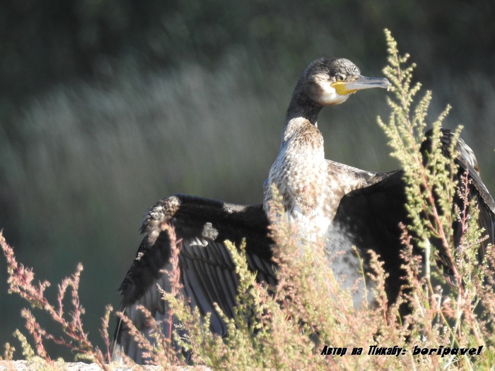 Большой баклан. Пристань, г. Высоцк