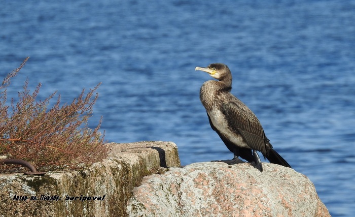 Большой баклан. Пристань, г. Высоцк
