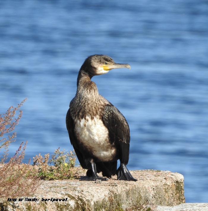 Большой баклан. Пристань, г. Высоцк