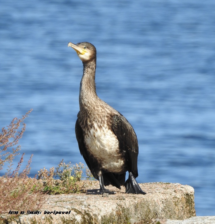 Большой баклан. Пристань, г. Высоцк