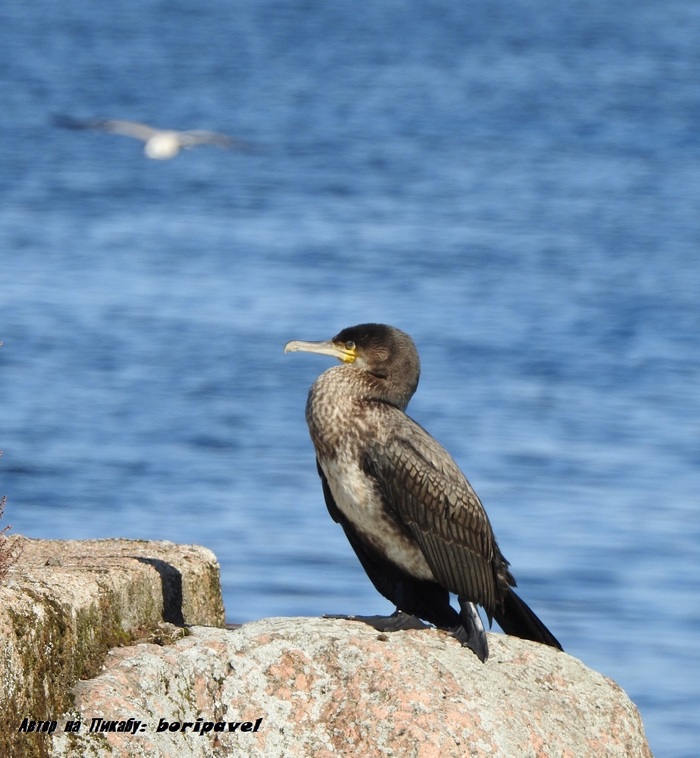 Большой баклан. Пристань, г. Высоцк