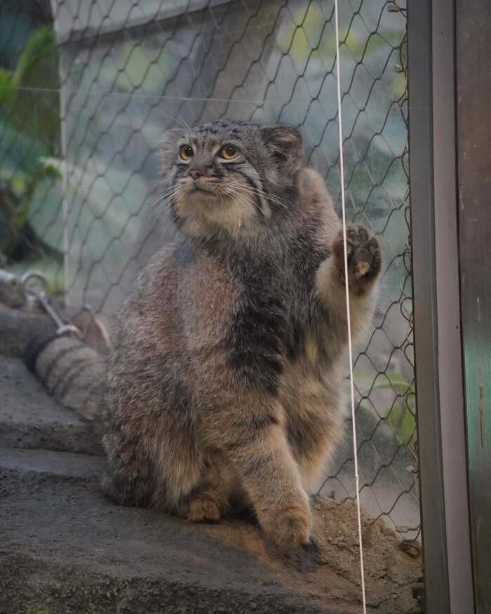 Soft paws - Predatory animals, Cat family, Wild animals, Pallas' cat, Zoo, Small cats, Young, The photo, Longpost, Paws