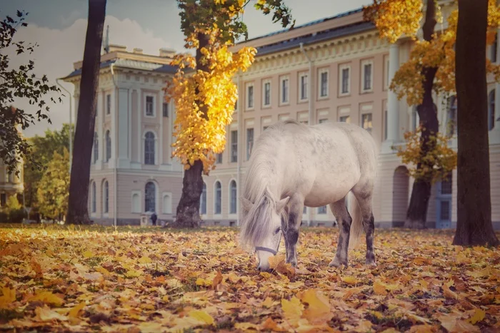 Academy of Arts - My, The photo, Saint Petersburg, Academy of Arts, Horses