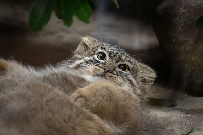 Apricot - Predatory animals, Cat family, Wild animals, Pallas' cat, Zoo, Small cats, The photo, Young