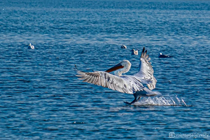 Master class on drifting on water without SMS and registrations - My, The photo, Turkey, Fujifilm, Pelican, Birds, Shotgun, Photo hunting, Bird watching, Ball