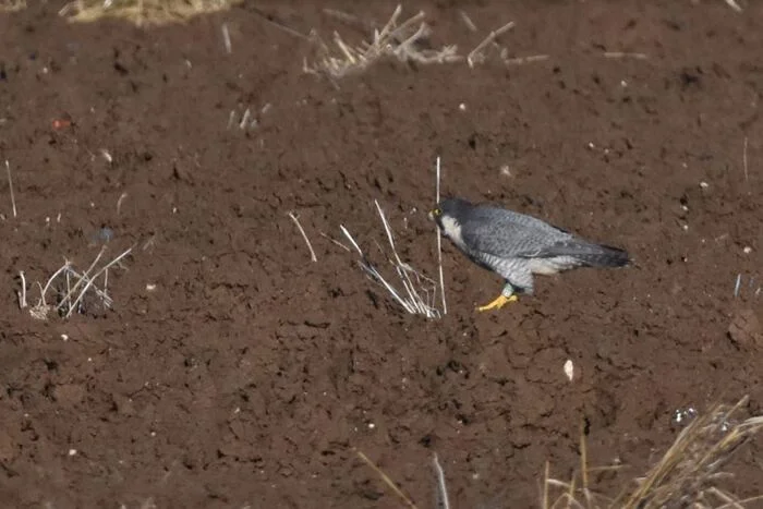 Sapsan Siberia in Greece - Peregrine falcon, Predator birds, Greece, Chick, Ringing, Uralsib, Uralsib Bank, Ufa, Bashkortostan, Photo hunting, Longpost