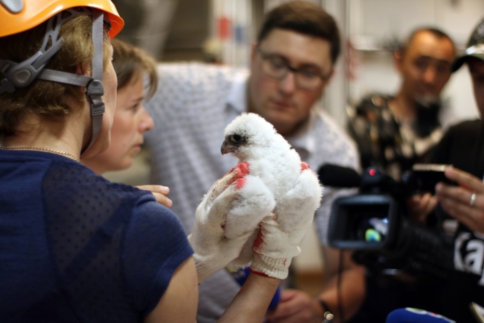  , ,   , 11  2019  (  ..)