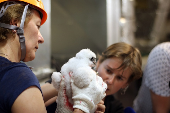  , ,   , 11  2019  (  ..)