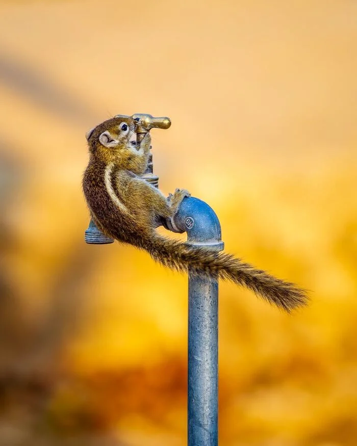 Which way to turn? - Rodents, Squirrel, Wild animals, wildlife, South Africa, Tap, The photo