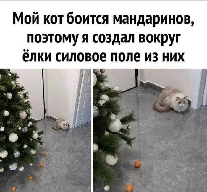 Cat and tangerines - cat, Christmas tree, Repeat, Tangerines, Picture with text