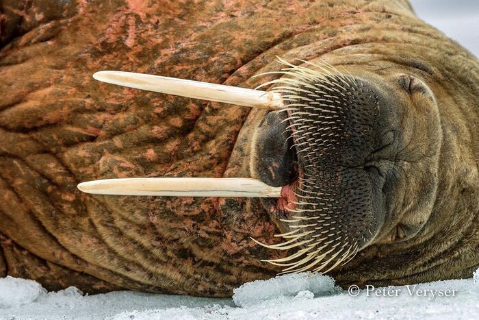 Don't wake up! - Walruses, Pinnipeds, Predatory animals, Wild animals, wildlife, Spitsbergen, Dream, The photo