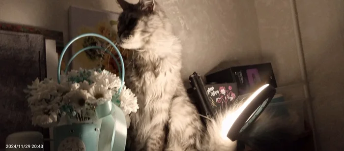 A cat-lamp story! - My, cat, Maine Coon, Flowers, Evening