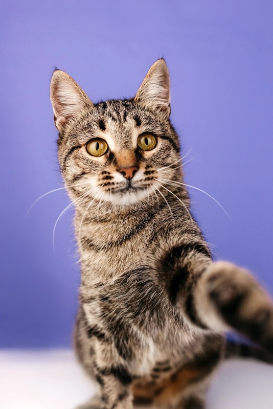 Tom's Hand Super Cat - cat, In good hands, Shelter, Overexposure, Homeless animals, Pet the cat, Moscow, Moscow region, Volunteering, Good league, Cat lovers, Longpost