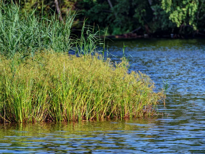 The Svir River - My, The photo, July, Svir River, Leningrad region, Nature