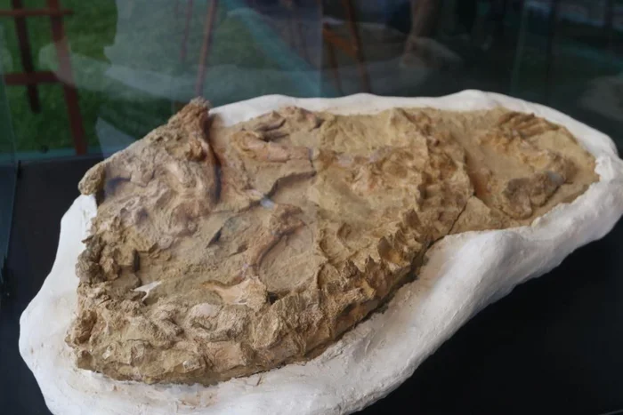 Prehistoric Crocodile Skeleton Found in Peru - Prehistoric animals, Paleontology, Crocodiles, Reptiles, Find, Peru, South America, Skeleton, Telegram (link), Longpost