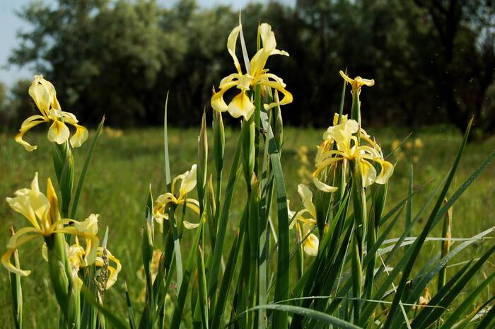 Wild Irises - My, The photo, Nature, Plants, Irises, Bloom