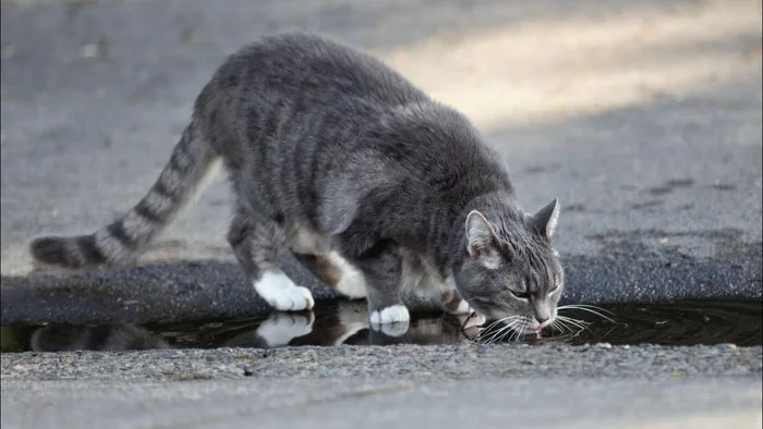 Idea: Outdoor animal feeders - My, Animals, Care, Help, Kindness, The rescue