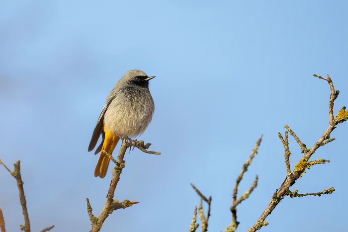 Black Redstart - My, Redstart, Photo hunting, Ornithology, Ornithology League, Bird watching, Steppe, Rostov region, Birds, The photo