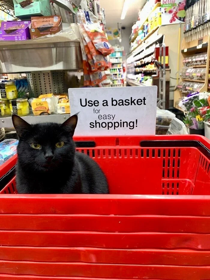 Trading - cat, Score, Basket, Black cat, Twitter (link), The photo