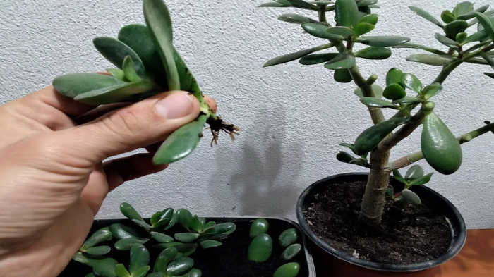 ��������� ����������� ���������