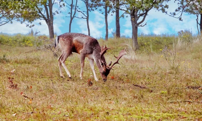 Deer - My, The photo, Nature, Netherlands (Holland), Deer