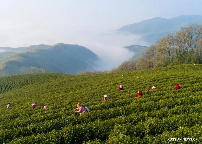 History of TEA: China - My, Plants, Botany, Entertaining botany, Botmuseum, Botanical Museum of the Botanical Institute of the Russian Academy of Sciences, Botanical Museum, Tea, Chinese tea, Longpost