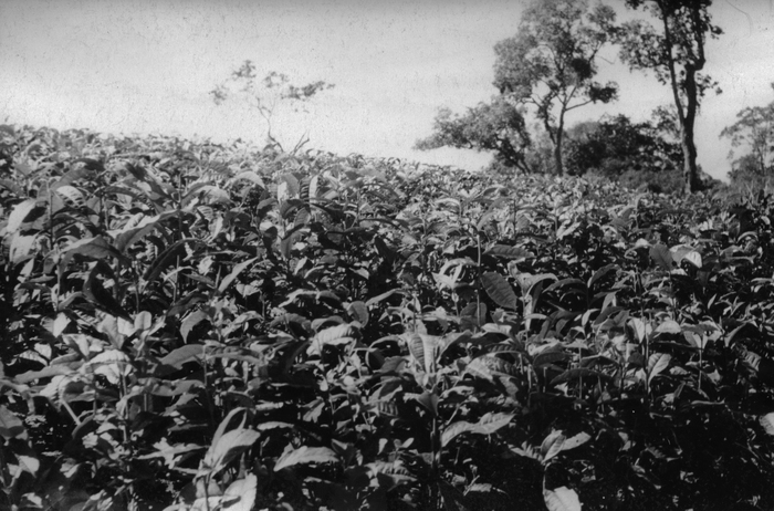  , , 1960 .   . .        .