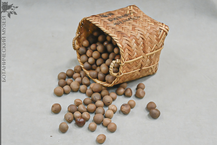    (Camellia sinensis).   .. .       .