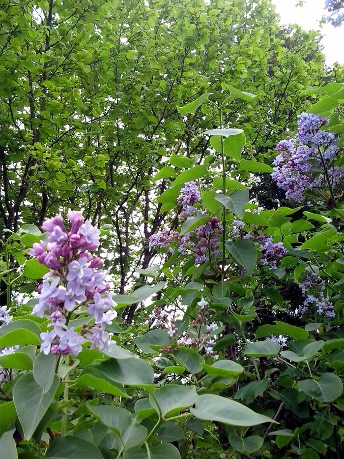 May. Lilac - My, The photo, Flowers, Garden, Spring, Lilac