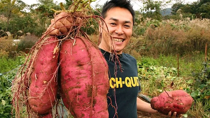 Vegetables: sweet potato! - My, Plants, Botany, Entertaining botany, Vegetables, Sweet potato, Botmuseum, Botanical Museum of the Botanical Institute of the Russian Academy of Sciences, Botanical Museum, Longpost