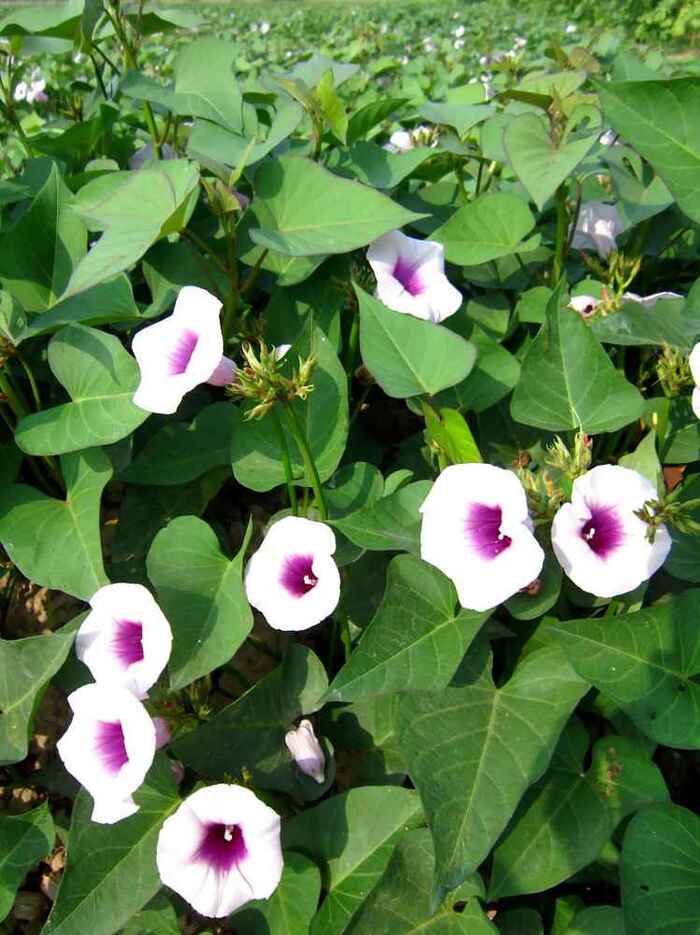  .    <!--noindex--><a href="https://pikabu.ru/story/ovoshchi_batat_12086449?u=http%3A%2F%2Fwikipedia.org&t=wikipedia.org&h=069e34549d8605623376d6a956946f0dddfb7907" title="http://wikipedia.org" target="_blank" rel="nofollow noopener">wikipedia.org</a><!--/noindex-->.