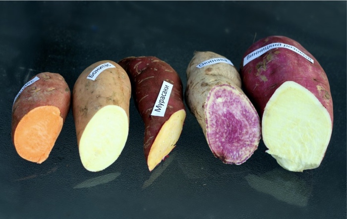    .    <a href="https://pikabu.ru/story/ovoshchi_batat_12086449?u=https%3A%2F%2Fpikabu.ru&t=pikabu.ru&h=eb1c47aab0f301119e217a7621aacf6313e9330a" title="https://pikabu.ru" target="_blank" rel="noopener">pikabu.ru</a>.