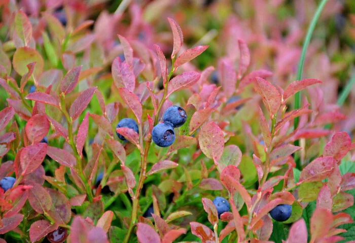 Berries: blueberries! - My, Plants, Botany, Entertaining botany, Berries, Blueberry, Botmuseum, Botanical Museum of the Botanical Institute of the Russian Academy of Sciences, Botanical Museum, Longpost