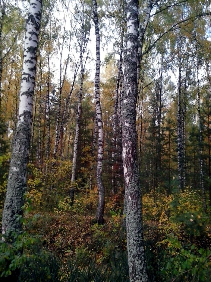 October. Wild forest. Birches and firs (spruces) - My, The photo, Forest, Autumn, wildlife, The nature of Russia