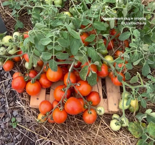 Ampelous, productive tomato - My, Garden, Garden, Gardening, Dacha, Plants, Tomatoes, Overview, Advice, Gardener, Garden beds, Greenhouse