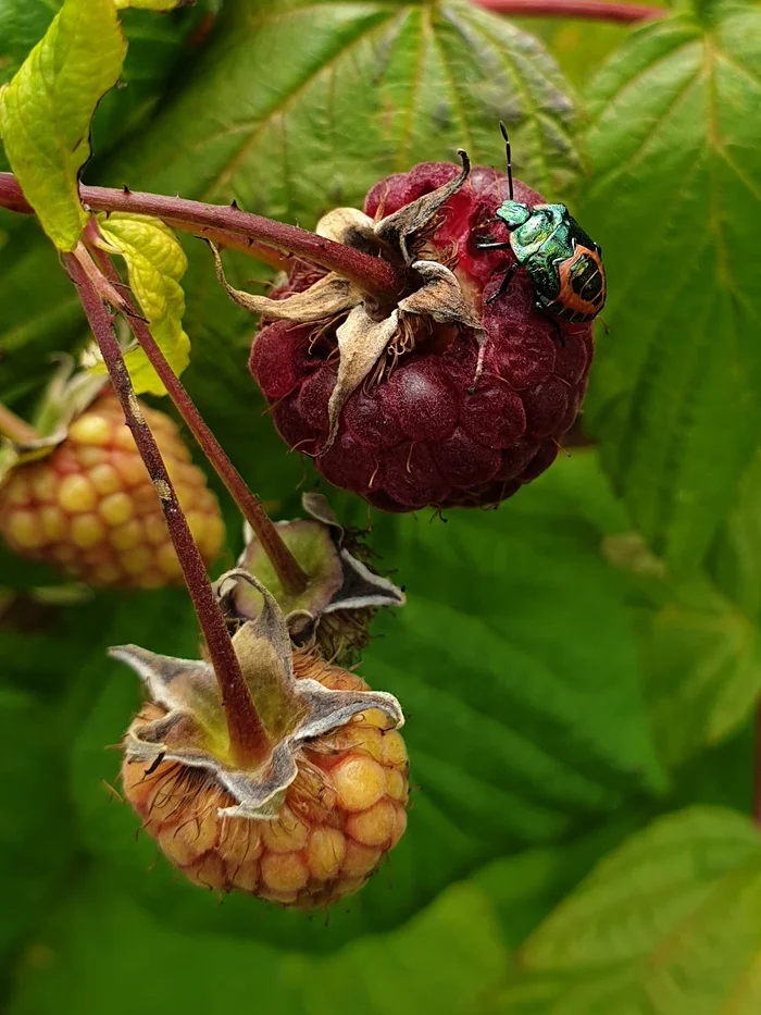 Raspberries at the end of summer - The photo, Raspberries, Жуки