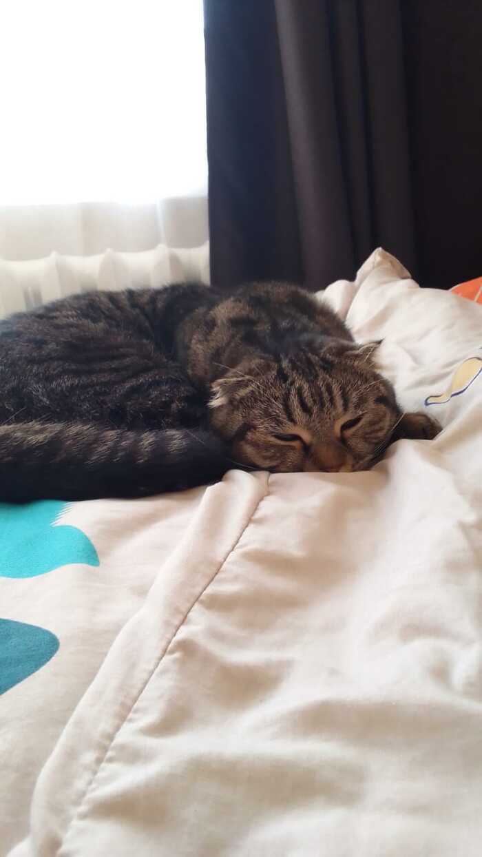 Ѹ�����. ��� ����.