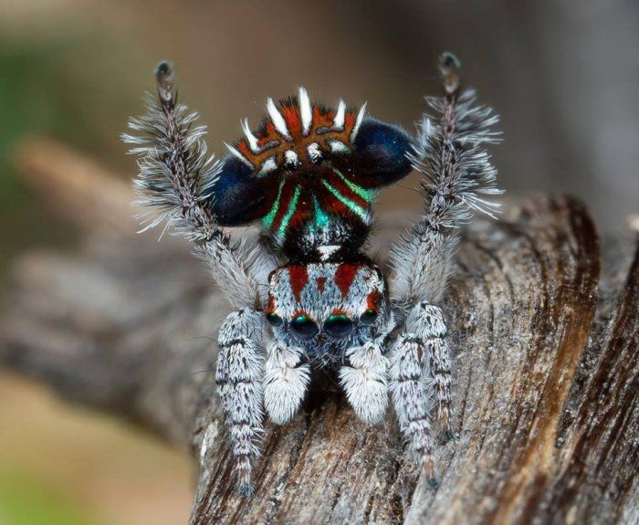 Nice ass, bro! #32 - My, Spider, Jumping spider, Peacock Spider, Milota