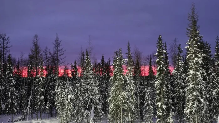 I see how the sunset melts the window panes - My, YaNAO, Mobile photography, Nature, Forest, Taiga, Sunset