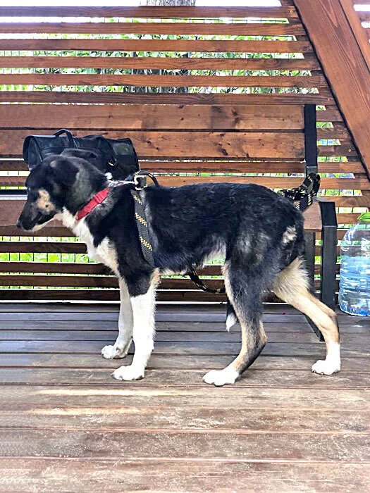 Moscow and Moscow region: Modest, touching young dog Lucy in good hands - Overexposure, In good hands, Homeless animals, No rating, Dog, Small, Moscow, Is free, Longpost