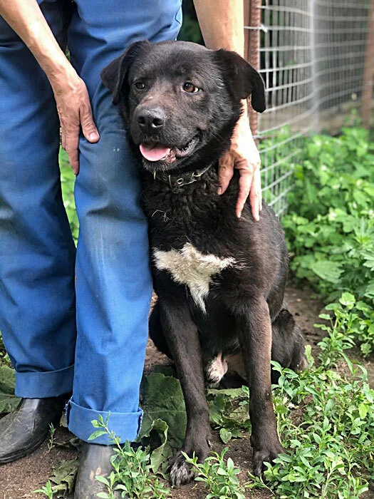 Moscow and Moscow Region: John from Donetsk, a Labrador crossbreed in good hands - Homeless animals, In good hands, No rating, Overexposure, Dog, Moscow, Is free, Longpost