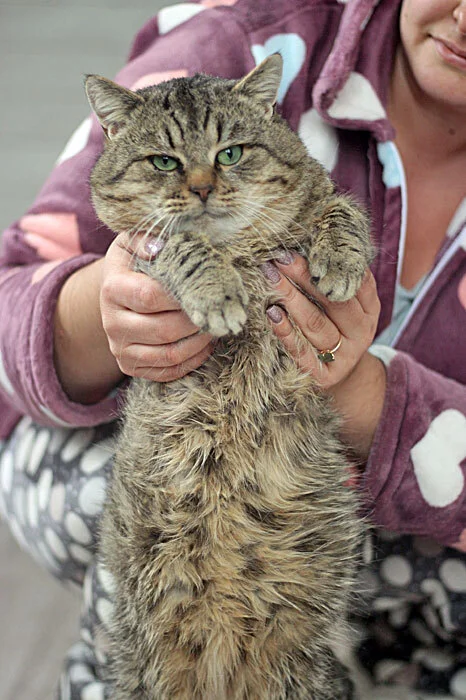 Luxurious striped cat Zeus is looking for a home and a kind heart - Overexposure, Homeless animals, In good hands, Volunteering, cat, Moscow, Good league, No rating, Is free, Longpost