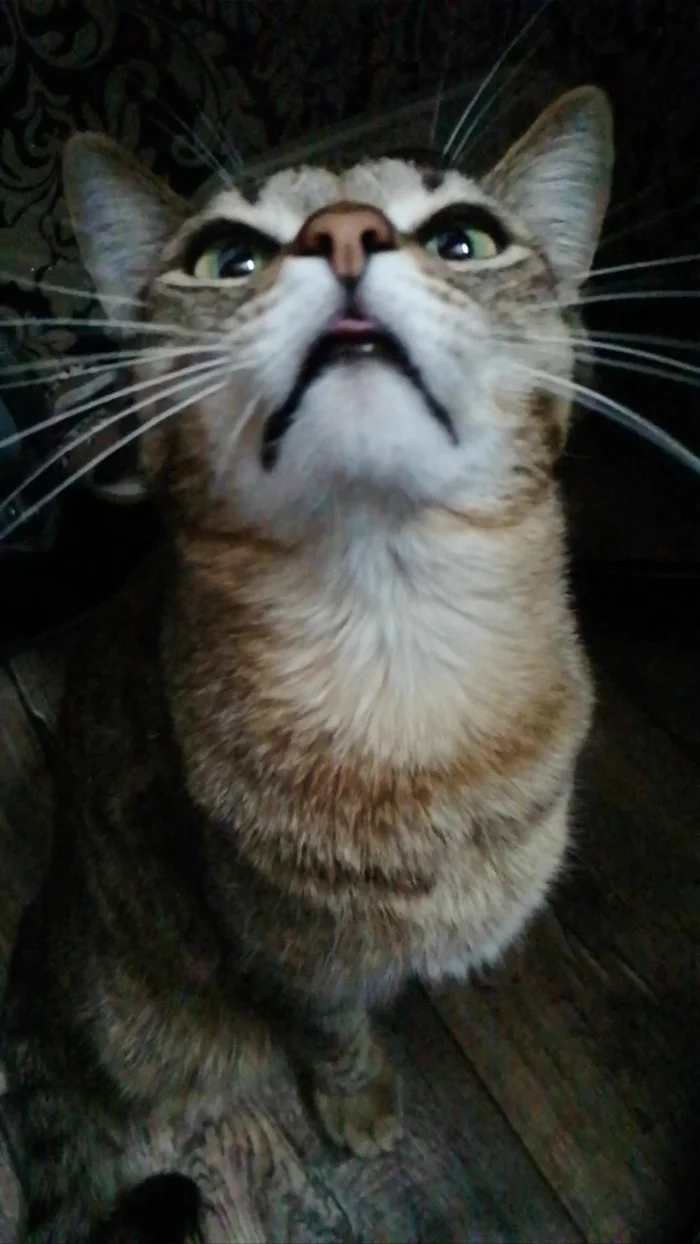 Mustache and nose and stripes - My, cat, Pets, Striped, Cat lovers, Pet the cat