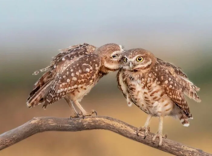 In secret - Rabbit owl, Owl, Owl, Predator birds, Birds, Wild animals, wildlife, North America, The photo